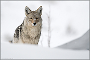 überraschende Begegnung... Kojote *Canis latrans*