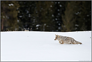 durch den Tiefschnee... Kojote *Canis latrans*