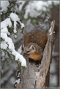 kecker Blick... Amerikanischer Baummarder *Martes americana*