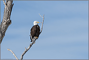 im Baum... Weisskopfseeadler *Haliaeetus leucocephalus*