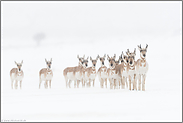 ziehend... Gabelbock *Antilocapra americana*