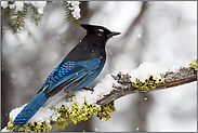 Steller's Jay... Diademhäher *Cyanocitta stelleri*