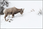 der tägliche Kampf um's Überleben... Dickhornschaf *Ovis canadensis*