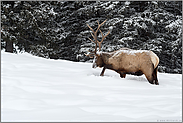 mit den Hufen scharrend... Wapiti *Cervus canadensis*