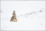 heulender Kojote... Kojote *Canis latrans*