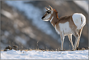 auffallend buschiger Spiegel... Gabelbock *Antilocapra americana*