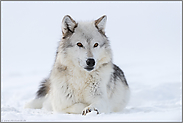 aufmerksam... Timberwolf *Canis lupus lycaon*