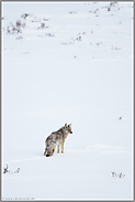 Als Einzelgänger unterwegs... Kojote *Canis latrans*