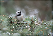 stets quirlig... Gambelmeise *Mountain chickadee*