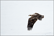 Abflug... Weisskopfseeadler *Haliaeetus leucocephalus*