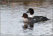 Mutter und Tochter... Spatelente *Bucephala islandica*