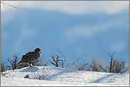 im Winter... Beifußhuhn *Centrocercus urophasianus*