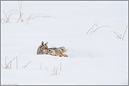 im Schnee... Kojote *Canis latrans*