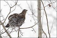 bei der Nahrungssuche... Kragenhuhn *Bonasa umbellus*