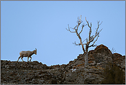 hoch oben auf dem Grat... Dickhornschaf *Ovis canadensis*