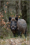 überraschende Begegnung... Wildschwein *Sus scrofa*