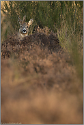 versteckt... Reh *Capreolus capreolus*, abnormer Rehbock im Bast