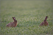 inmitten von Tautropfen... Feldhasen *Lepus europaeus*