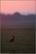 Morgenröte... Feldhase *Lepus europaeus*