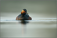 Köcherfliegenlarve... Schwarzhalstaucher *Podiceps nigricollis*