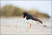 Ruhe am Strand... Austernfischer *Haematopus ostralegus*