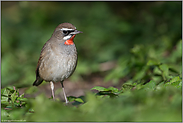 stehend im Unterholz... Rubinkehlchen *Luscinia calliope*