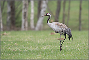 im Prachtkleid... Grauer Kranich *Grus grus*