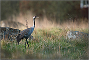 Schweden pur... Grauer Kranich *Grus grus*