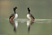 Kopfschütteln heisst nicht immer nein... Schwarzhalstaucher *Podiceps nigricollis*