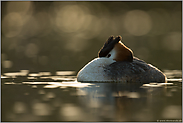 süße Träume... Haubentaucher *Podiceps cristatus*