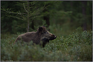 Witterung... Wildschwein *Sus scrofa*