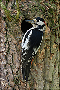 Männchen mit Futter an der Bruthöhle... Buntspecht *Dendrocopos major*