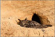 auf den Eiern sitzend... Europäischer Uhu *Bubo bubo*