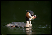 was für ein Fang... Haubentaucher *Podiceps cristatus*