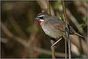 im Gebüsch...  Rubinkehlchen *Luscinia calliope*