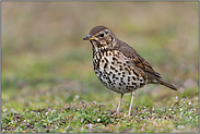 am Boden... Singdrossel *Turdus philomelos*