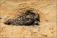 kuscheln mit Mama... Europäischer Uhu *Bubo bubo*