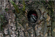 Jungspecht in der Höhle... Buntspecht *Dendrocopos major*