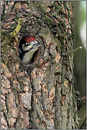 kurze Nestlingszeit... Buntspecht *Dendrocopos major*