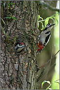 Ausblicke... Buntspecht *Dendrocopos major*