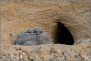 noch vollständig im Dunenkleid... Europäischer Uhu *Bubo bubo*