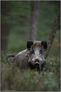 eine nicht ganz ungefährliche Begegnung... Wildschwein *Sus scrofa*