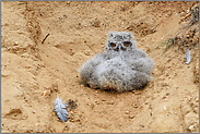 der Pechvogel... Europäischer Uhu *Bubo bubo*