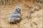 einfach drollig... Europäischer Uhu *Bubo bubo*