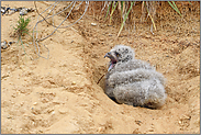 Schreihals... Europäischer Uhu *Bubo bubo*