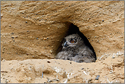 in seiner Bruthöhle... Europäischer Uhu *Bubo bubo*