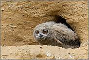 recken und strecken... Europäischer Uhu *Bubo bubo*