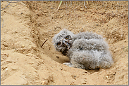 der Blick... Europäischer Uhu *Bubo bubo*