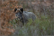 durch's Guckloch... Wildschwein *Sus scrofa*