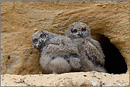 der Blick... Europäischer Uhu *Bubo bubo*